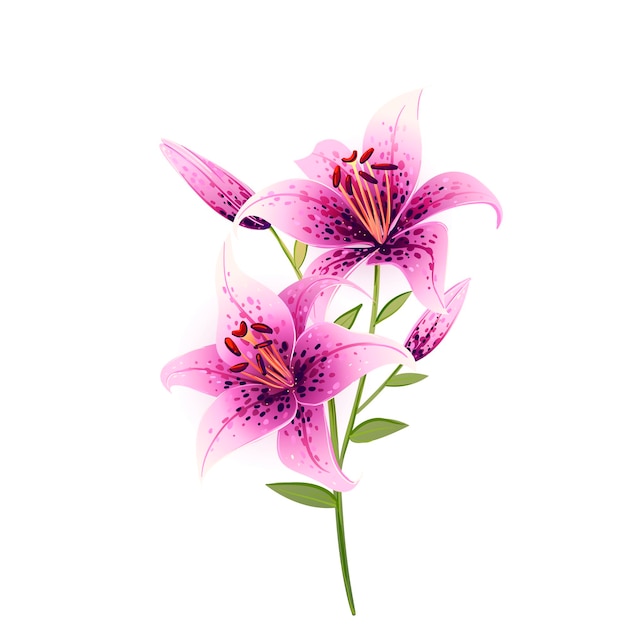 Vector clip art lily