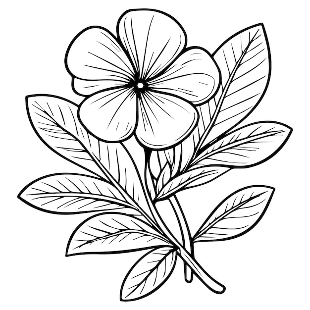 Vector clip art minimalist periwinkle flower outline simple catharanthus line drawings periwinkle drawing