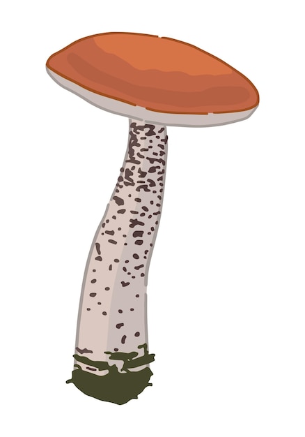 Clipart of edible mushroom leccinum Doodle of autumn forest harvest Cartoon vector illustration isolated on white background