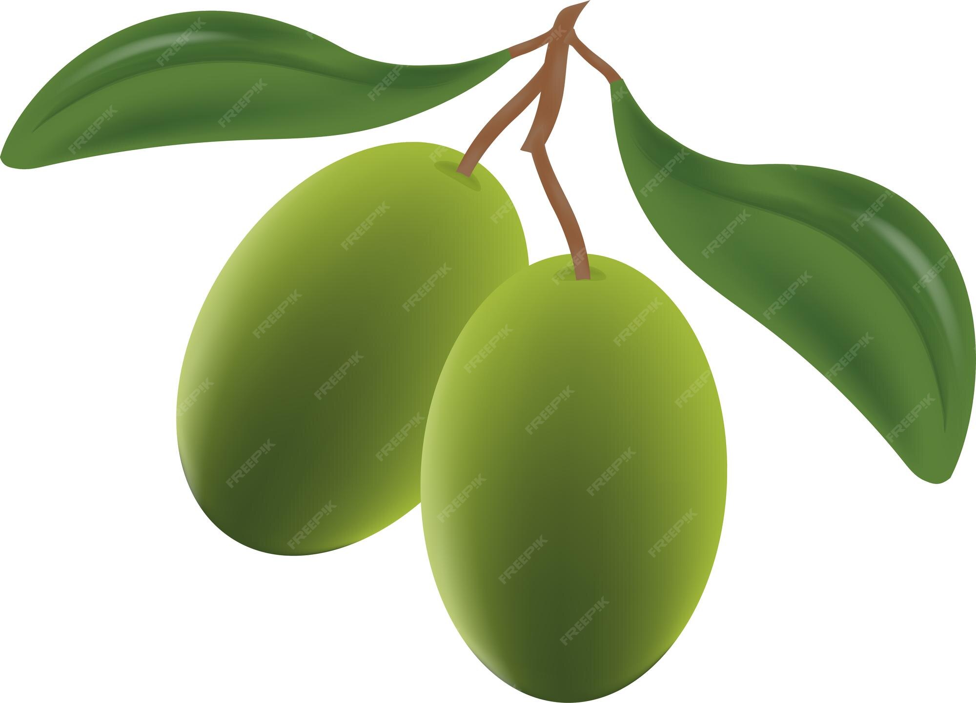 Premium Vector | Clipart vector olive