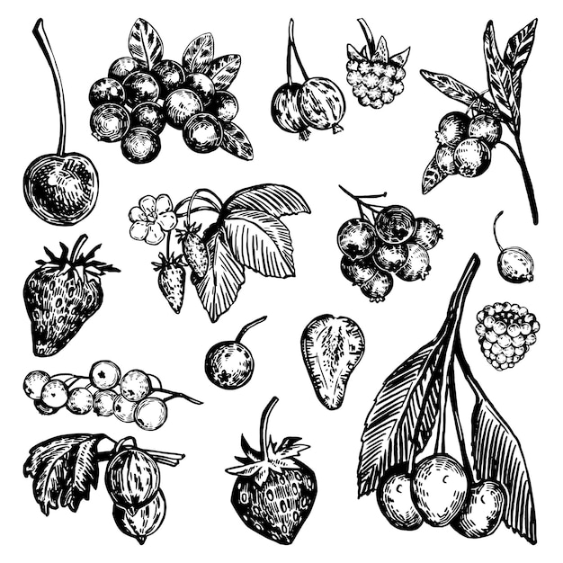 Vettore raccolta clipart di bacche diverse set di frutta estiva illustrazione vettoriale disegnata a mano disegni in stile incisione retrò isolati su sfondo bianco