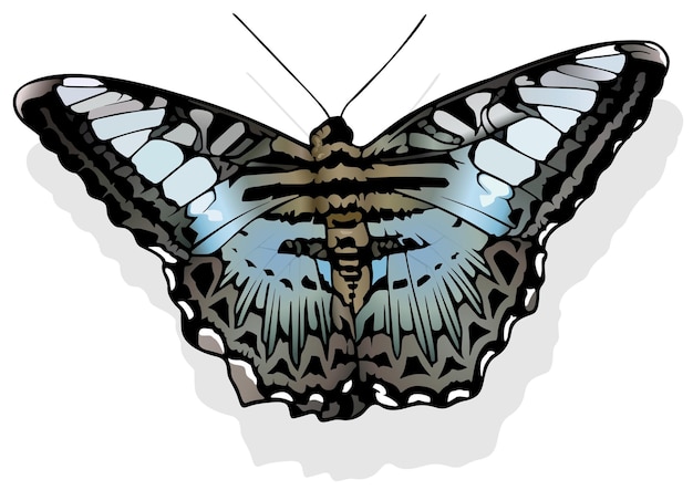 Clipper vlinder parthenos sylvia