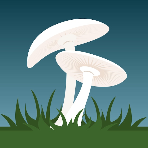 Clitocybe dilatata, clouded white clitocybe mushroom vector illustration