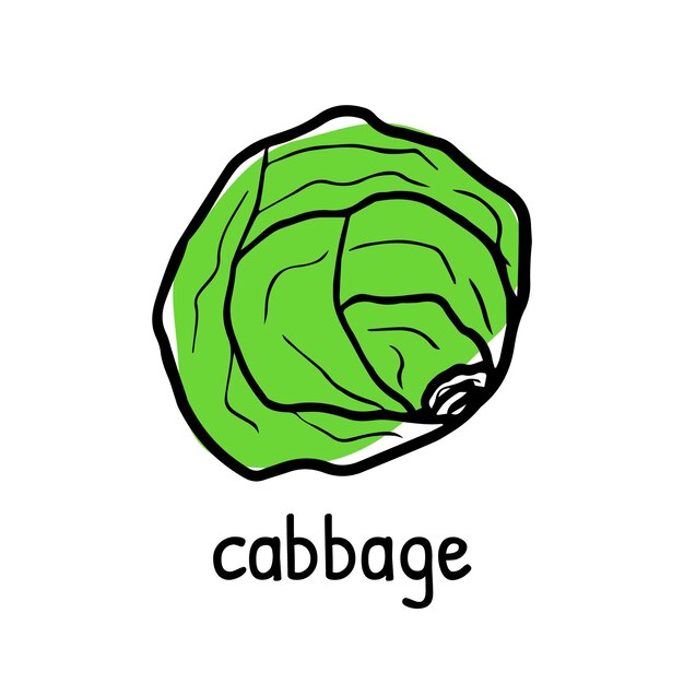 Close up of fresh cabbage doodle icon green hand drawn vegetable with its name