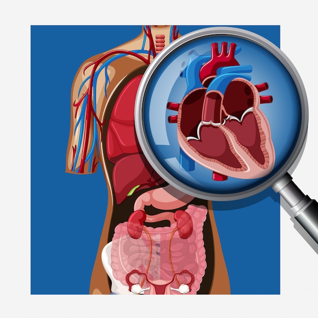 A close up human heart anatomy