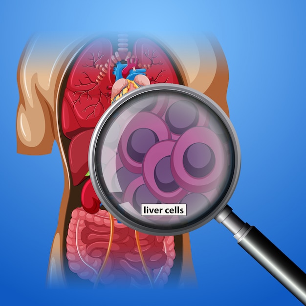 A close up human liver cells