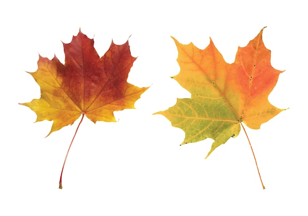 Close-up of maple autumn leaf on white