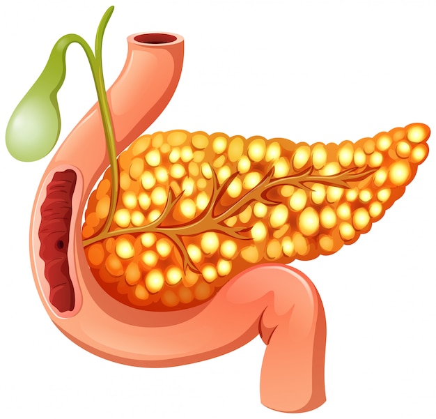 Vettore primo piano del pancreas