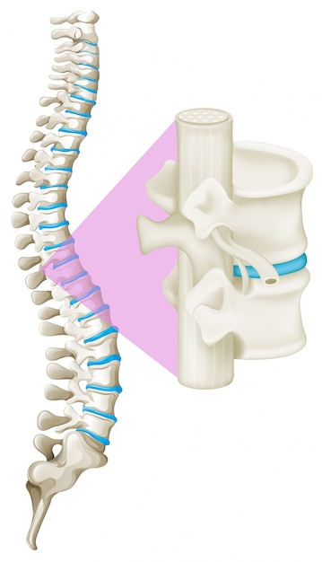 Vector close up spine bone