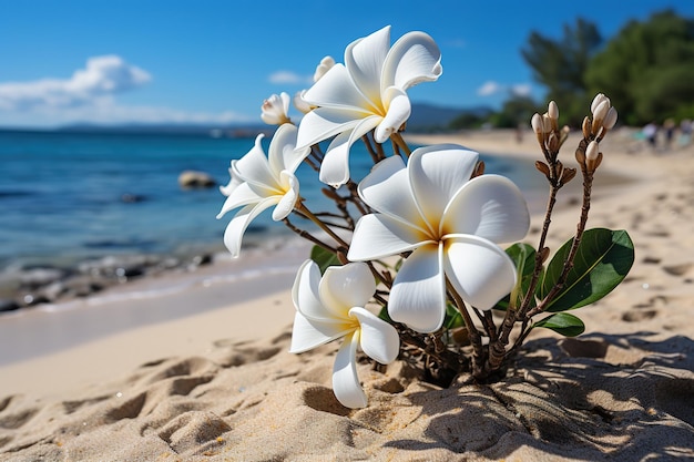 Primo piano fiore di frangipani giallo e bianco sulla spiaggia con sfondo sfocato