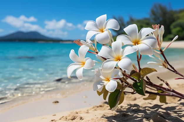 Primo piano fiore di frangipanii giallo e bianco sulla spiaggia con sfondo sfocato