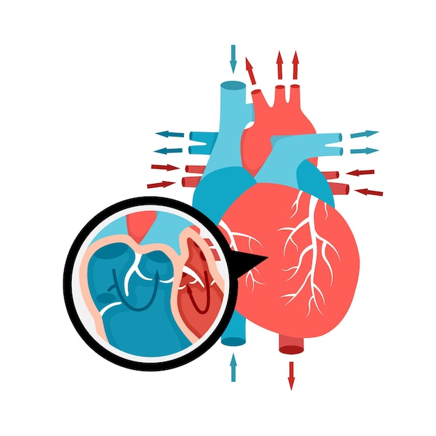 Vector closeup blood circulation in the heart human heart anatomy with blood flow human internal organ illu...