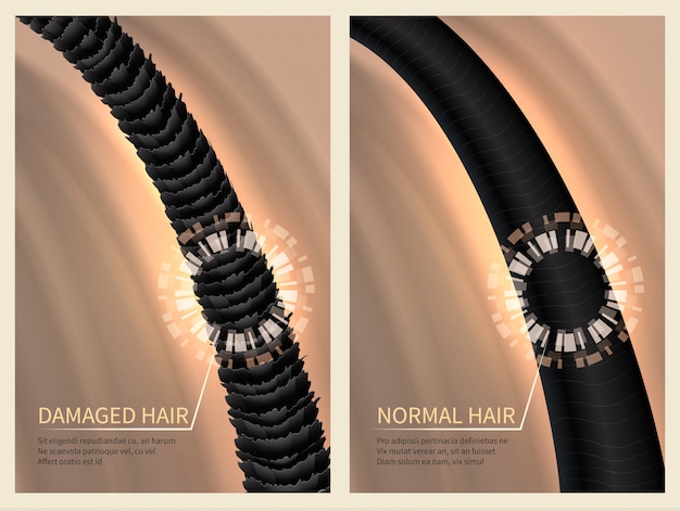 Closeup damaged harsh and normal healthy hair. vector illustration for haircare concept