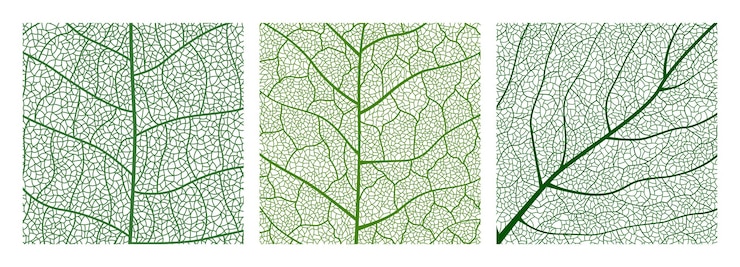 Vector closeup green leaf texture with intricate details of leaf veins showcasing natures botanical