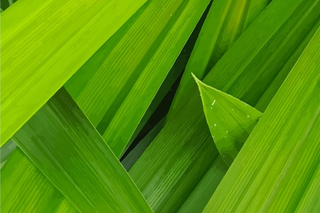 Vector closeup of green pandan leaves