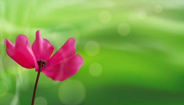 Bokeh 녹색 자연 배경에 꽃의 근접 촬영입니다.