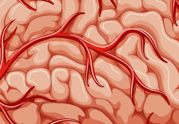 A closeup veins of the brain