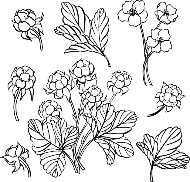 Vector cloudberry graphics outline flowers berries leaves