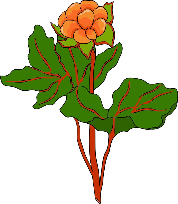 Vector cloudberry vector colored illustration organic berry superfood hand drawn icon for label poster
