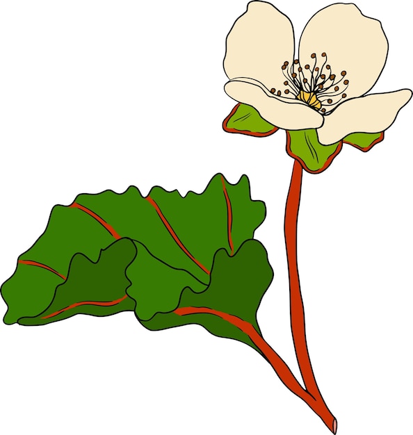 Illustrazione colorata vettoriale di cloudberry superfood di bacche biologiche icona disegnata a mano per il poster dell'etichetta