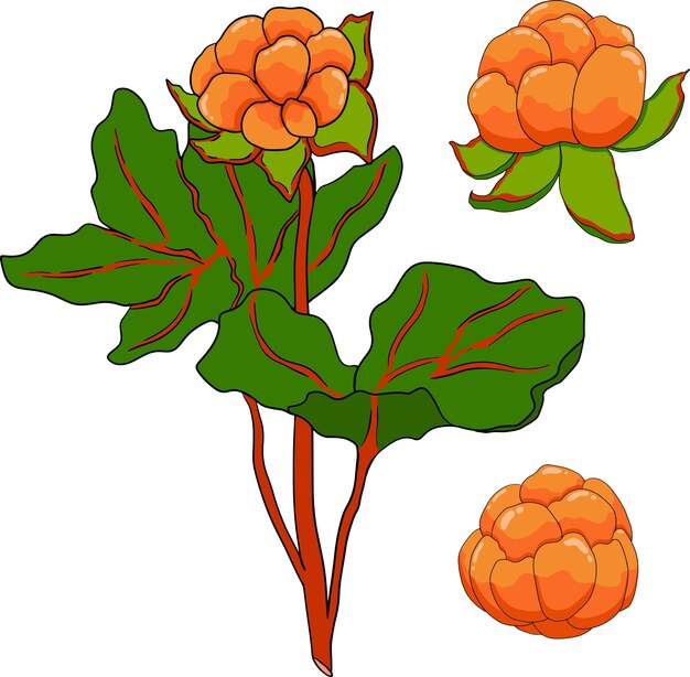 Cloudberry vector gekleurde illustratie organische bessen supervoedsel hand getekend icoon voor label poster