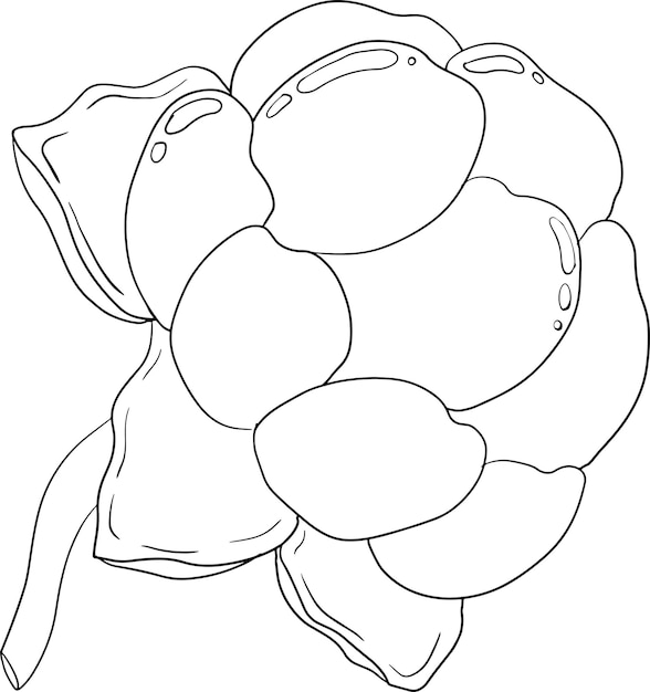 Cloudberry vector line drawing Organic berry superfood Icon for label poster coloring pages