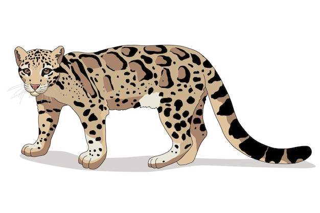 Vector clouded leopard of wild animal living in nature with a print texture of the skin