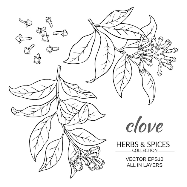 Clove plant vector set on white background