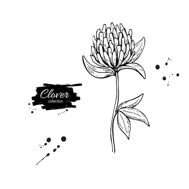 Clover flower vector drawing wild plant.