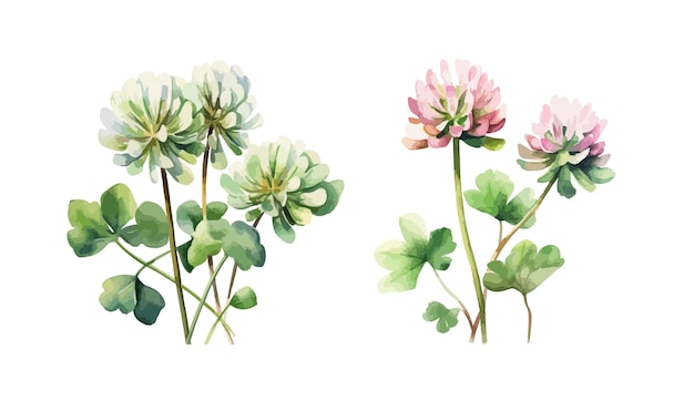 Clover flowers clipart isolated vector illustration