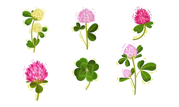 Вектор Цветочное растение клевера или трифолия с трехлистными листьями и цветочными почки векторный набор