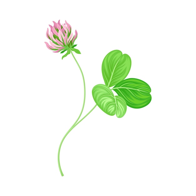 Vector clover plant with dense spike of purple flower and fibrous trifoliate leaves vector illustration