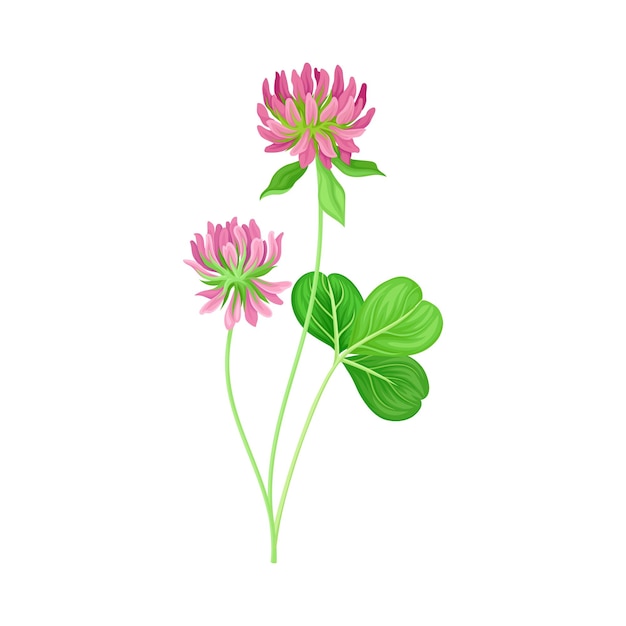 Vector clover plant with dense spike of purple flower and fibrous trifoliate leaves vector illustration