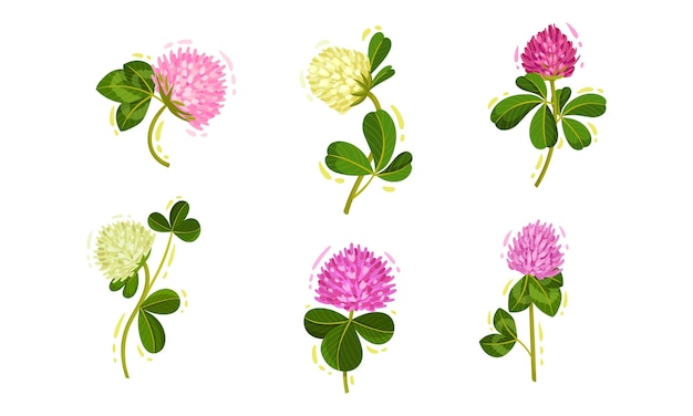 Vector clover or trifolium flowering plant with trifoliate leaves and flower buds vector set