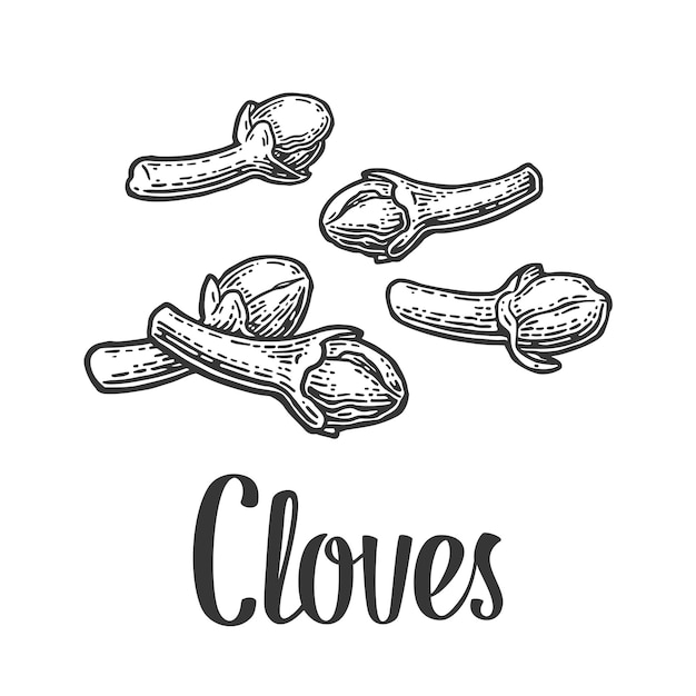 Cloves Vector black vintage engraved