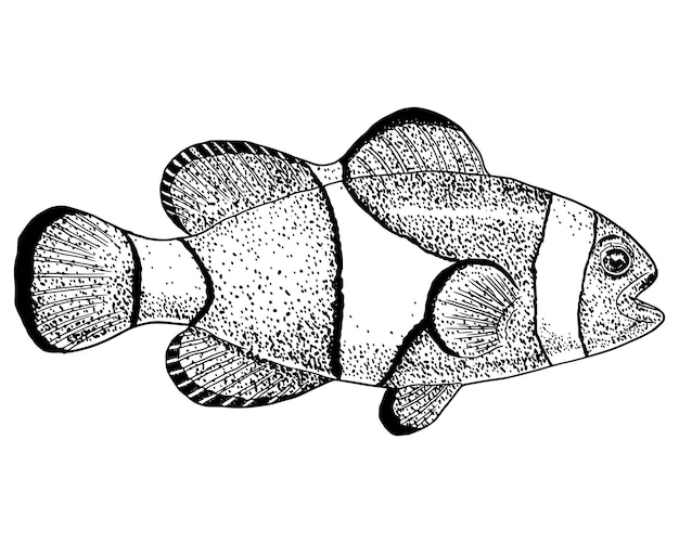 Vector clown vis illustratie tekening gravure inkt lijn kunst vector