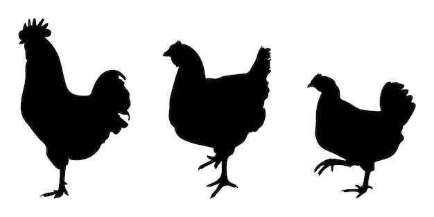 Cock cockerel rooster bantam chicken hen chick standing position different pack of bird silhouettes