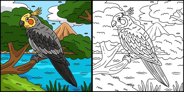 cockatiel bird coloring page colored illustration