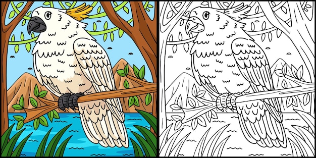 cockatoo bird coloring page colored illustration