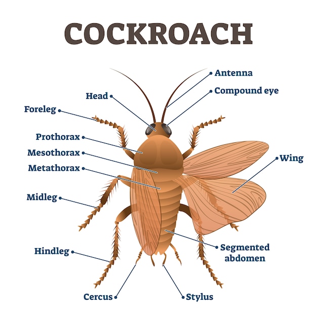 Vector cockroach  illustration. labeled educational body structure scheme.