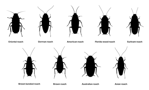 Vector cockroach silhouette insect roach and bug species