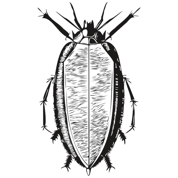 Vector cockroach sketchy graphic portrait of a cockroach on a white background cockroaches