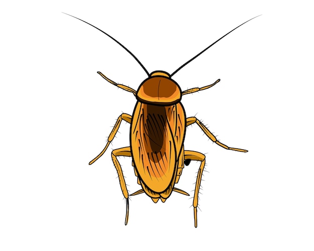 a cockroach in vector illustration design for prohibition and sign