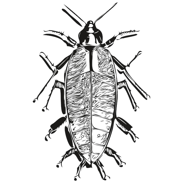 Vector cockroach vector illustration line art drawing black and white cockroaches