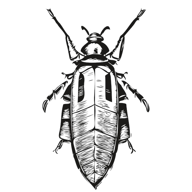 Cockroach vector illustration line art drawing black and white cockroaches