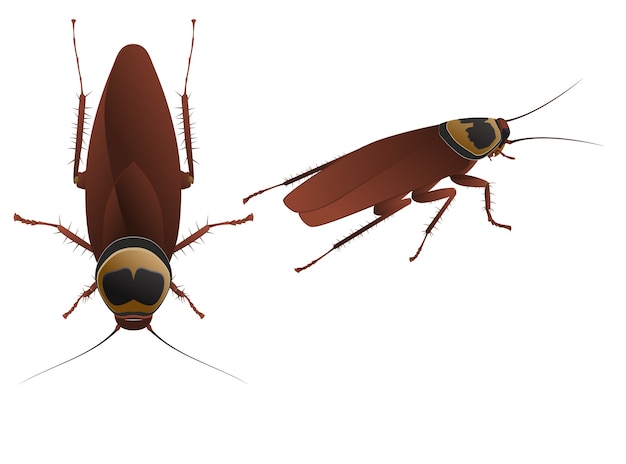 Vector cockroach