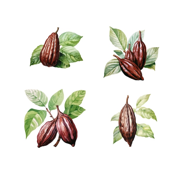 Vector cocoa beans clipart isolated vector illustration