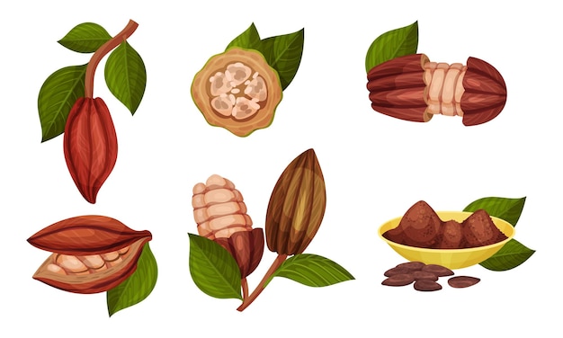 Cocoa Beans in Pods Hanging on Tree Branch Vector Set