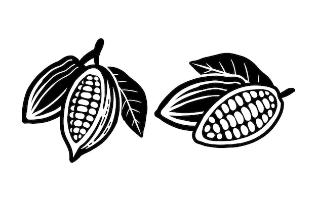 Cocoa beans sketch. Vector icon on white.