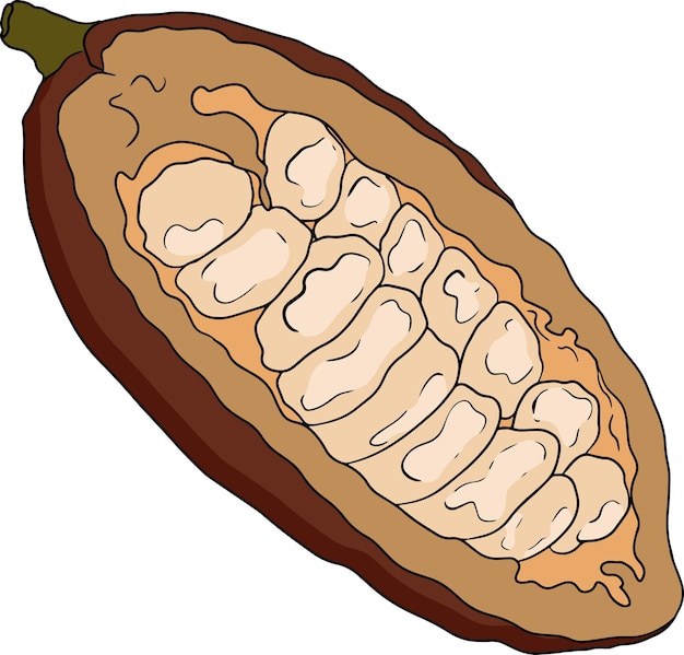 Cocoa chocolate beans hand drawn colored vector illustration is sketch style Organic healthy food